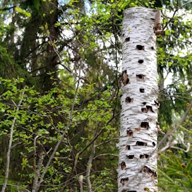 Tekopökkelö tehdään yleensä lehtipuusta. Puu katkaistaan 2–4 metrin korkeudelta.