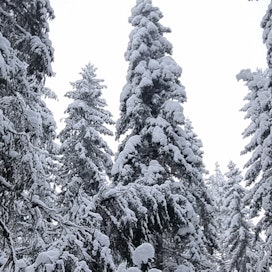 Uutta runkopuuta arvioidaan kasvaneen Suomen metsiin vuonna 2023 104 miljoonaa kuutiometriä. Käytöstä huolimatta runkopuun kokonaismäärä, eli puustopääoma lisääntyi 21 miljoonalla kuutiometrillä.