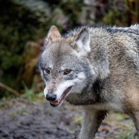 Asutuksen liepeillä liikkuvista susista on tehty havaintoja aiempaa enemmän esimerkiksi Nivalassa. Kuvituskuvassa oleva susi on valokuvattu Ähtärin eläinpuistossa.