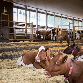 Maitotilojen määrä on vähentynyt tammi–lokakuussa yli kahdeksan prosenttia, mutta kokonaistuotantoa se ei ole juuri heilauttanut.