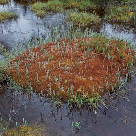 Rahkasammalia voi tunnistaa mm. värin ja kasvupaikan perusteella. Kuvassa mättäällä ruskea ruskorahkasammal (Sphagnum fuscum) ja punainen rusorahkasammal (Sphagnum rubellum)
