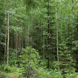 Metsänhoidon suositukset tarjoavat jatkossa metsänomistajille ja metsäammattilaisille keinoja ilmastonmuutoksen hillintään ja sopeutumiseen.