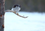 Kanahaukka on yksi haukkametsästyksessä käytettävistä haukkalajeista.