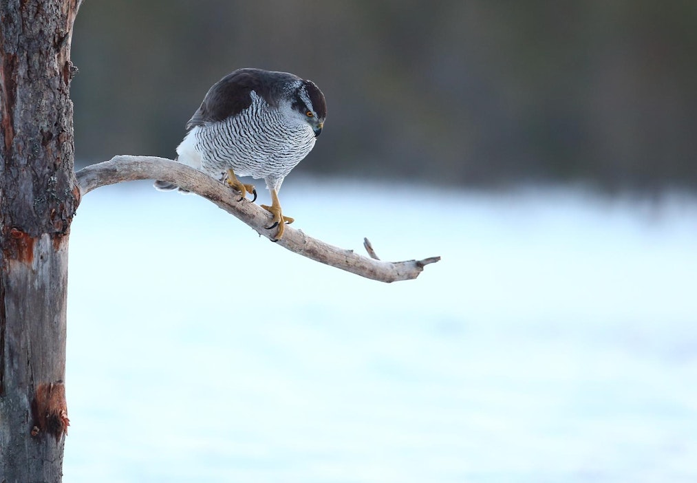 Kanahaukka on yksi haukkametsästyksessä käytettävistä haukkalajeista.
