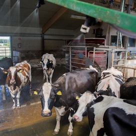 Heli ja Vesa Parviaisen lehmät nauttivat viilentävästä suihkusta viime kesänä.