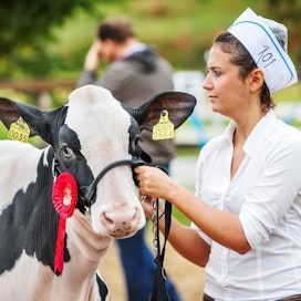 Holstein-hieho Vanhatalon Bella-Charity valittiin luokkansa parhaaksi Muurikki-lypsykarjanäyttelyssä Kiteellä lauantaina. Hiehon esitti Stephanie Alves.
