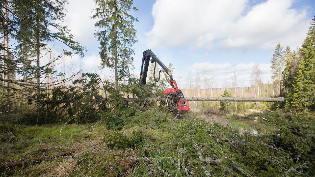 Osarungot otetaan talteen vähintään 12 metrin runkoina.