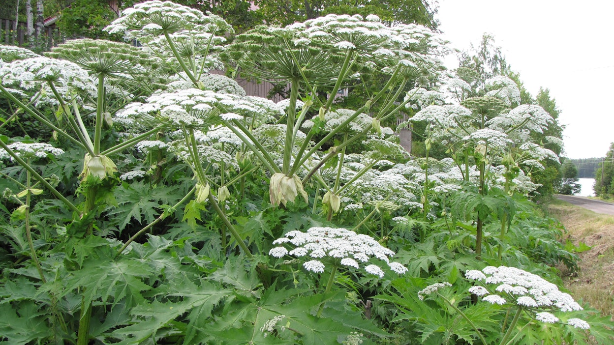 Kukkiva jättiputki voi yltää jopa viiden metrin korkeudelle.