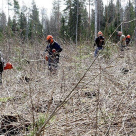 Nuorentunut metsänomistajakunta toisi piristystä metsäalalle, kirjoittaja arvioi. Kuvassa metsänomistajia taimikonhoito- ja raivaussahakurssilla.