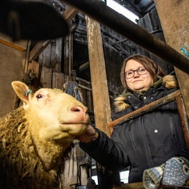 Lampuri Annaelina Kotilaisen mielestä lammastilan kannattaa panostaa hyvään eläinainekseen ja jalostukseen, jotta teuraista saa parhaan mahdollisen hinnan laillisin tavoin.