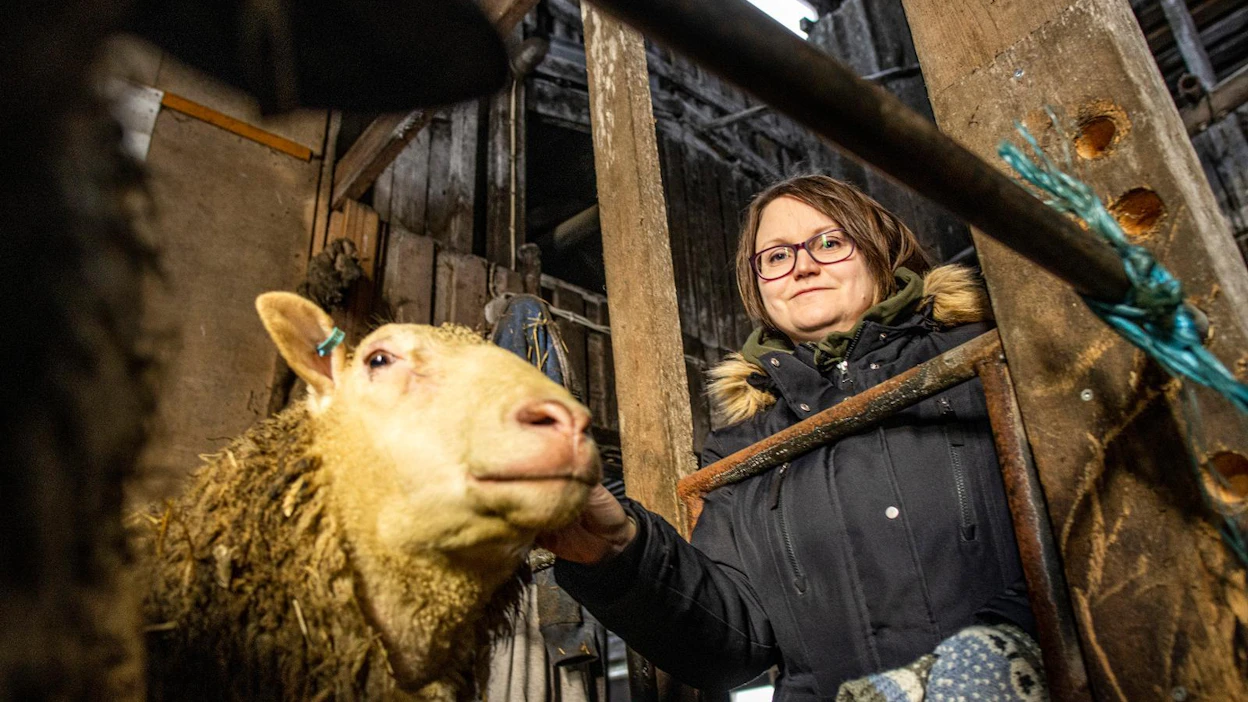 Lampuri Annaelina Kotilaisen mielestä lammastilan kannattaa panostaa hyvään eläinainekseen ja jalostukseen, jotta teuraista saa parhaan mahdollisen hinnan laillisin tavoin.