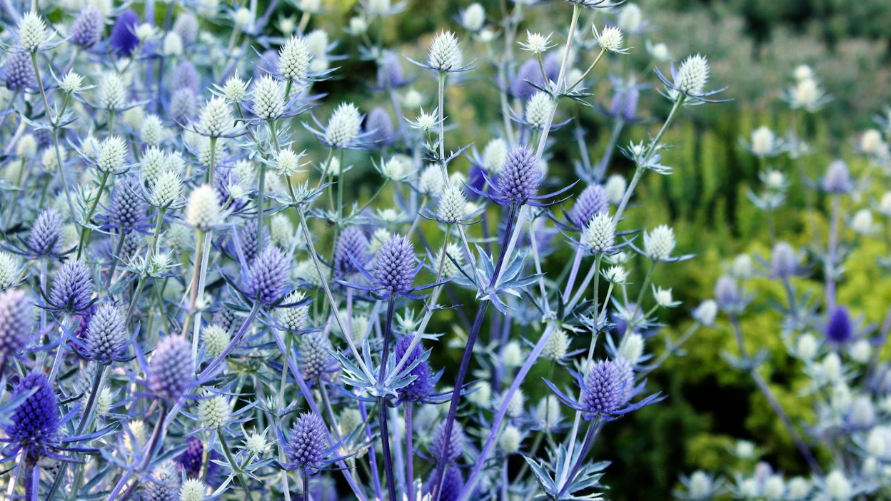Sinipiikkiputki (Eryngium planum) on loppukesän hätkähdyttävä katseenvangitsija. Se viihtyy melko aurinkoisella kasvupaikalla läpäisevässä, hiekansekaisessa maassa.