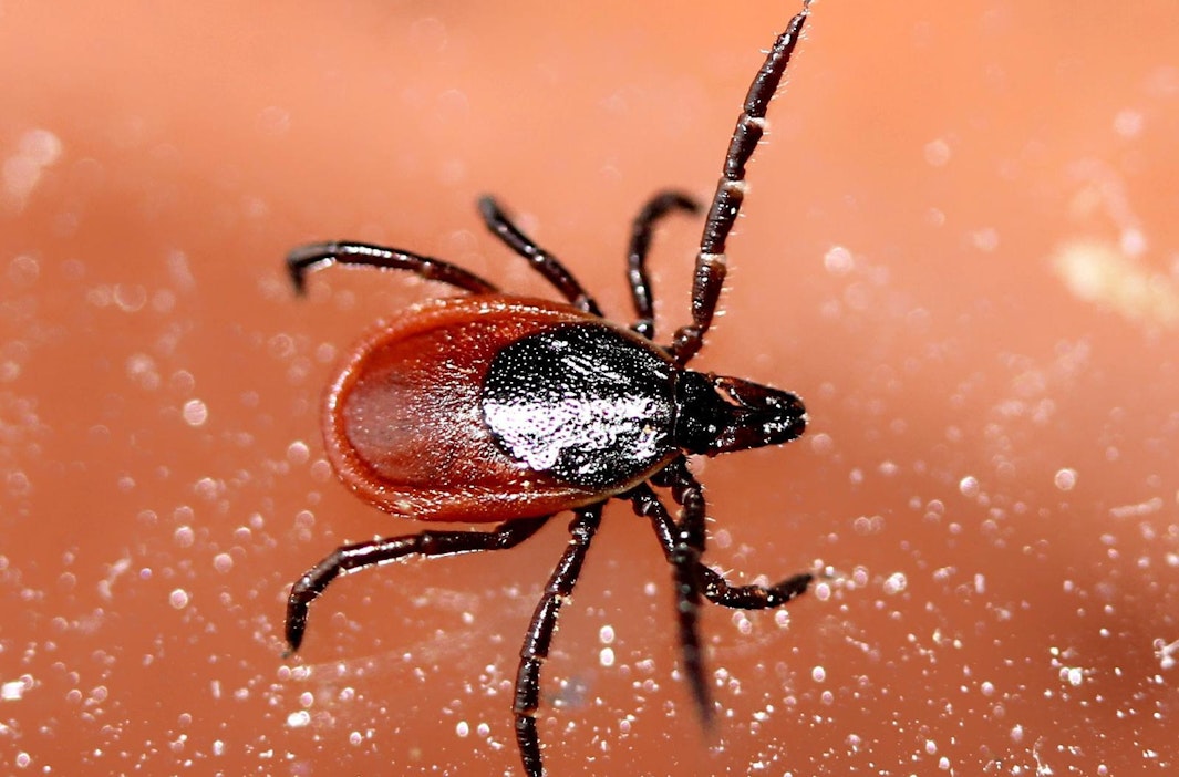 Aikuinen taigapunkkinaaras, joka ei vielä ole imenyt verta.