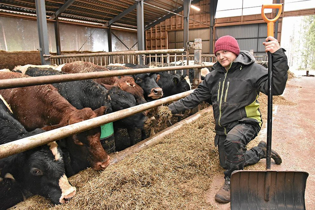 Eero Saari on tyytyväinen päätökseensä ryhtyä naudanlihan tuottajaksi. Työ on mielekästä ja kaikki on mennyt hyvin. Puolen vuoden aikana vain yhtä vasikkaa on jouduttu lääkitsemään. Eläimet tulevat kasvattamoon 5–6 kuukauden ikäisinä ja lähtevät 18–19 kuukauden iässä. Karsinat ovat tasalattiaisia ja ne tyhjennetään traktorilla.