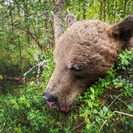 Kuvan karhu kaadettiin Lieksassa jahdin avauspäivänä.