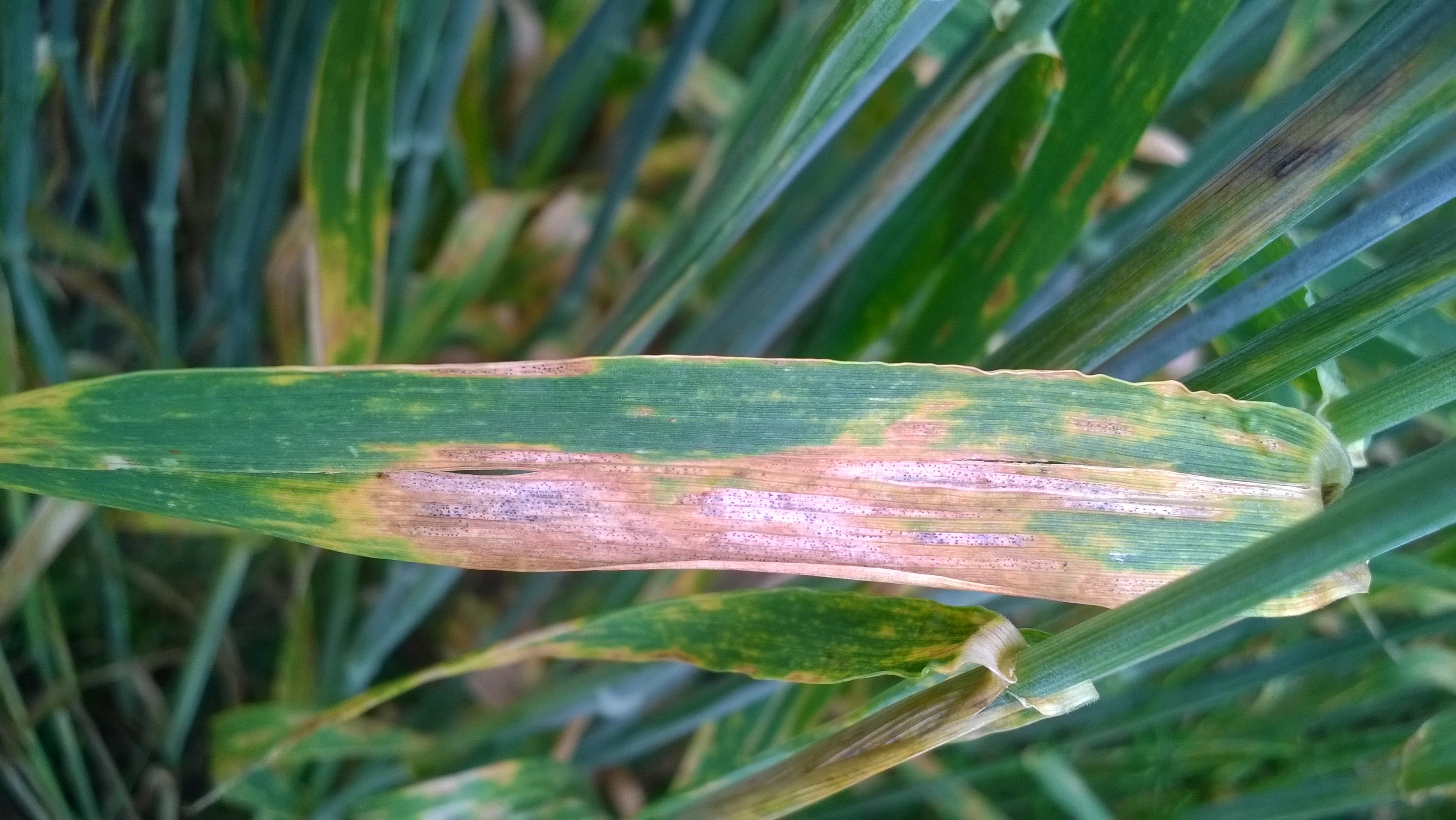 Harmaalaikku on hankala torjuttava, koska se muuntautuu nopeasti.