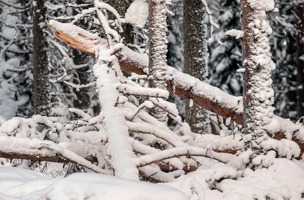 Lumituhohakkuita ilmoitettiin metsäkeskukseen vuoden 2018 aikana lähes 53 000 hehtaaria. Kuvassa lumen katkomia puita Lieksassa.