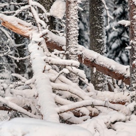 Lumituhohakkuita ilmoitettiin metsäkeskukseen vuoden 2018 aikana lähes 53 000 hehtaaria. Kuvassa lumen katkomia puita Lieksassa.