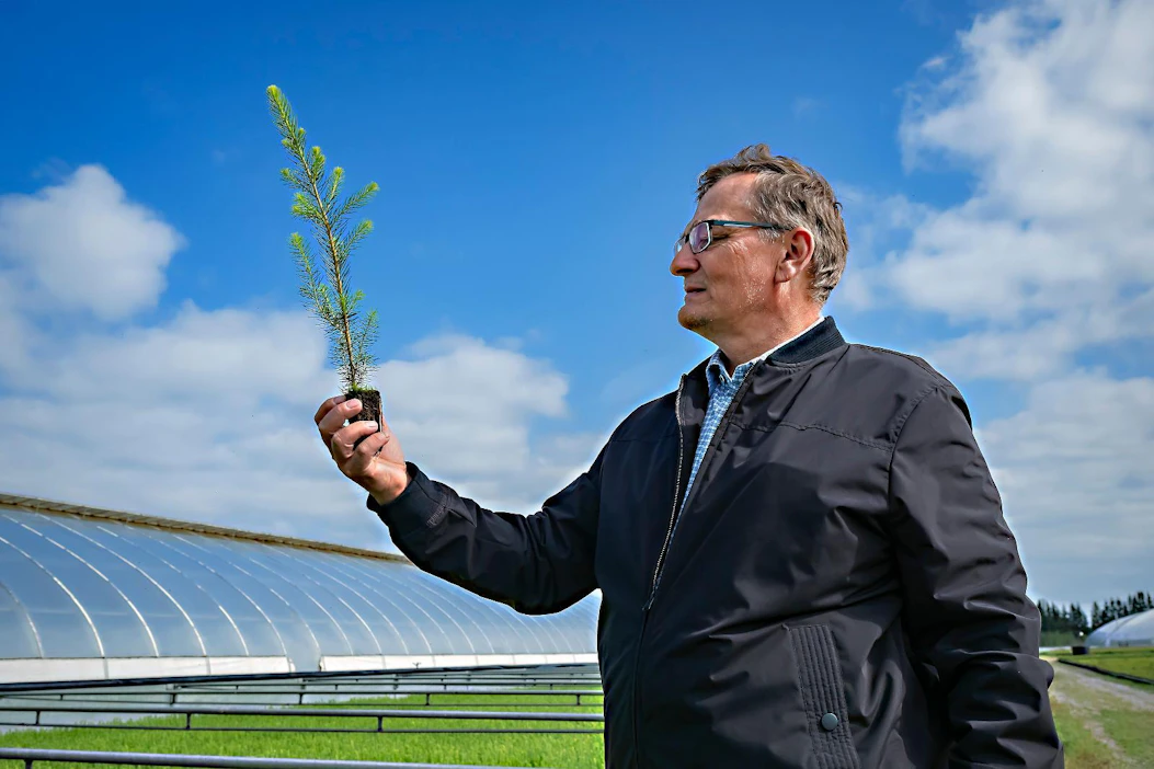 Mellanå Plantin toimitusjohtaja Rainer Bodman näyttää, millainen on ensiluokkainen kuusen taimi.