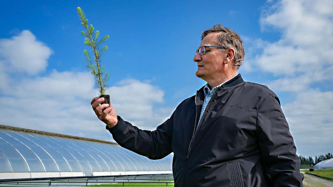 Mellanå Plantin toimitusjohtaja Rainer Bodman näyttää, millainen on ensiluokkainen kuusen taimi.