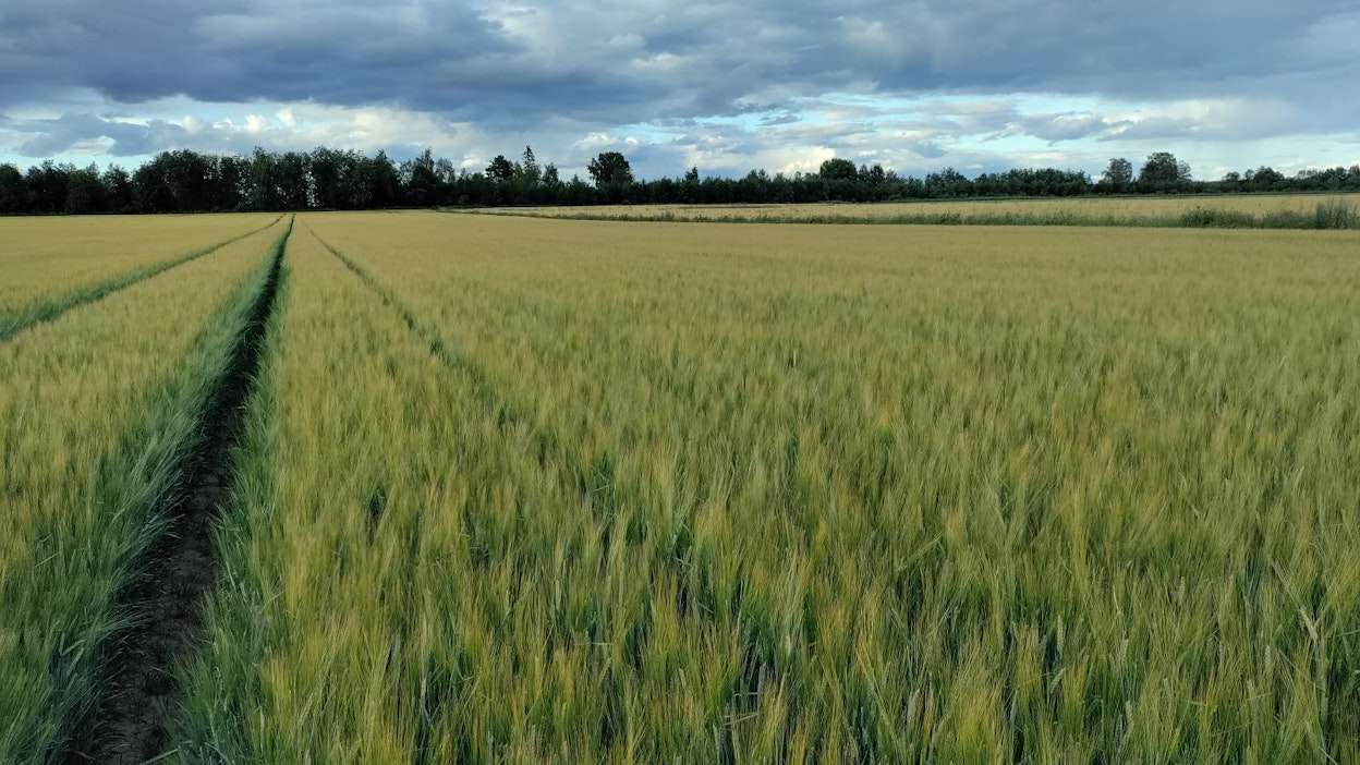 Tämä kevätohralohko tuotti 8,8 tonnin hehtaarisadon. Kari Alasaari kuvasi kasvuston viime heinäkuun 20. päivänä. Taustalla näkyvien puiden takana virtaa Lapuanjoki.