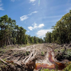 EU on suunnitellut lopettavansa palmuöljystä tehtyjen biopolttoaineiden käytön vuoteen 2030 mennessä. Päätöksen taustalla on huoli metsien hävittämisestä.