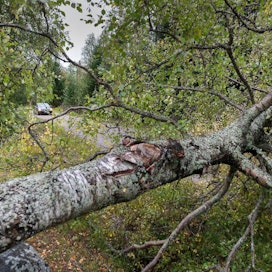 Kesämyrsky on kaatanut puita ja katkonut sähköjä. Arkistokuva on viime syksyltä Vaasan seudulta.