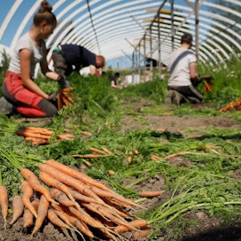 Kausityöntekijöitä porkkanannostossa viime kesänä.