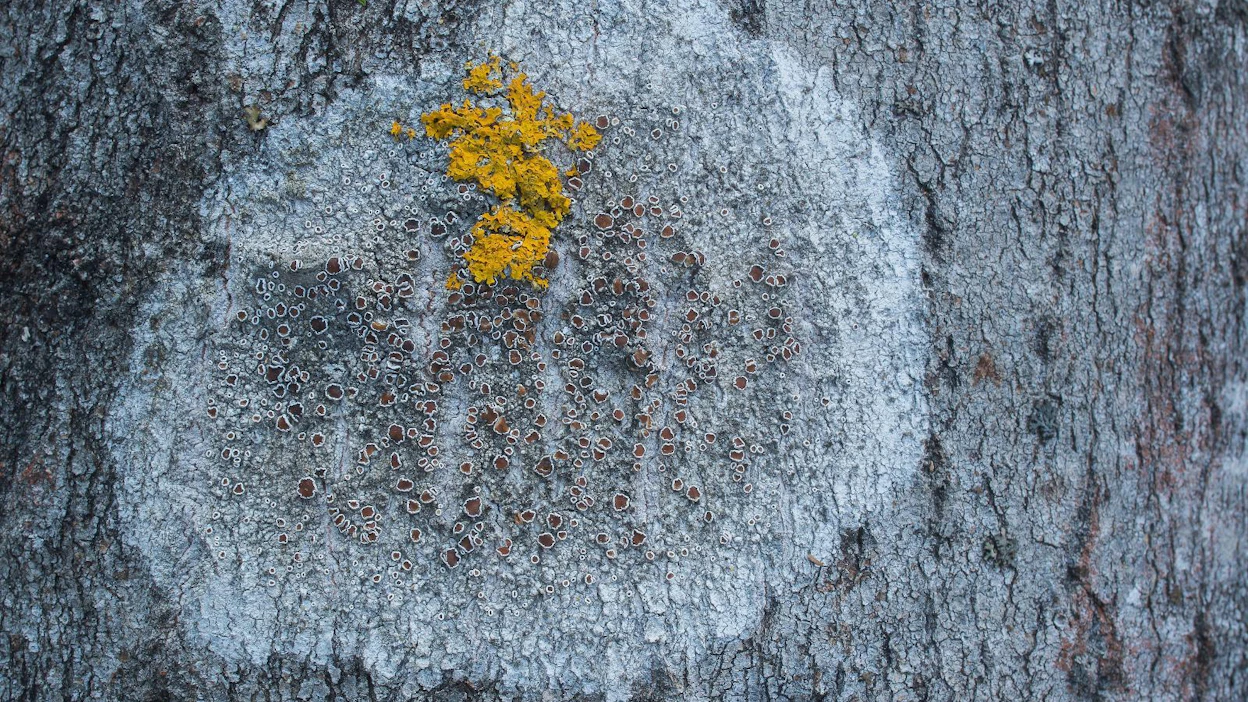Haavankehräjäkälä on yksi lukuisista haavan kuorta koristavista rupimaisista jäkälistä.