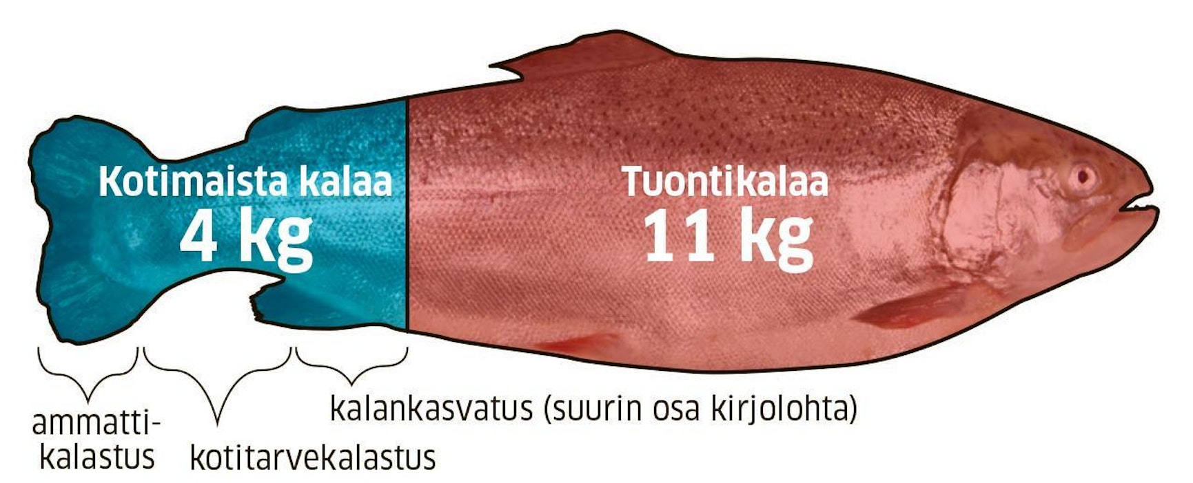 Suomalainen syö vain kilon vuodessa kalastajien saalista - Uutiset -  Maaseudun Tulevaisuus