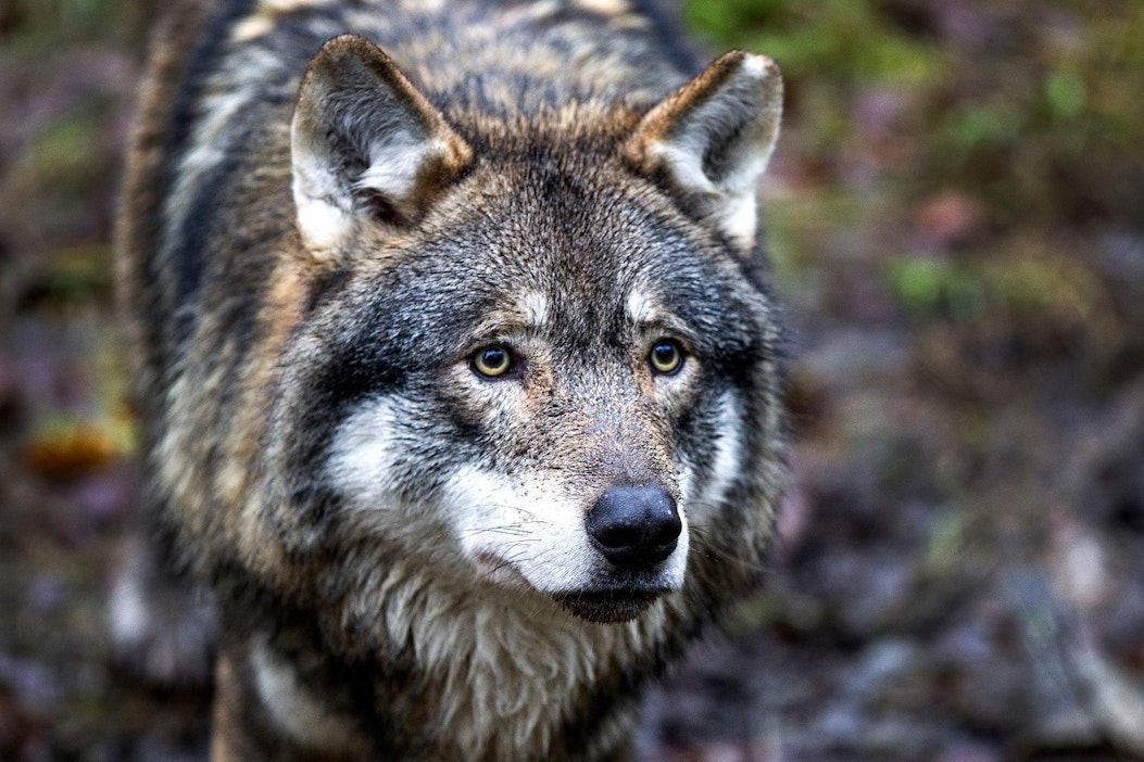 Poliisi tutkii törkeää metsästysrikosta: Ammuttu susi löytyi Nakkilassa -  MT Metsä - Maaseudun Tulevaisuus