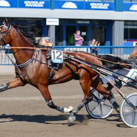Don Williams jaksaa vain vakuuttaa viikko toisensa jälkeen. Oulun voitto oli hevosen kauden yhdestoista tolppa. Hevosen kausiansiot kohosivat yli 80 000 euron.