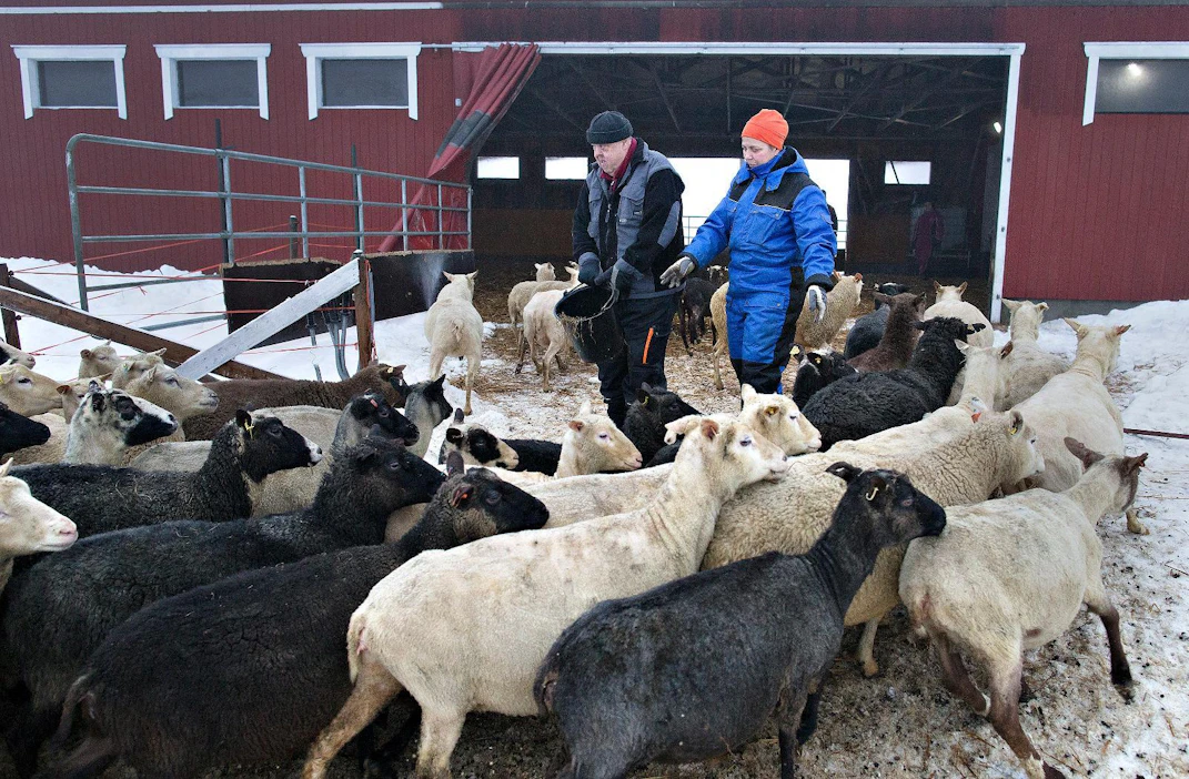 Kuntouttava työtoiminta on osa Isokummun lammastilan toimintaa. Satu Kumpulainen ruokkimassa lampaita Eero Airaksisen kanssa, joka nyt on jo siirtynyt eläkkeelle. Kuva on MT:n arkistosta joulukuulta 2016.