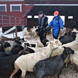 Kuntouttava työtoiminta on osa Isokummun lammastilan toimintaa. Satu Kumpulainen ruokkimassa lampaita Eero Airaksisen kanssa, joka nyt on jo siirtynyt eläkkeelle. Kuva on MT:n arkistosta joulukuulta 2016.