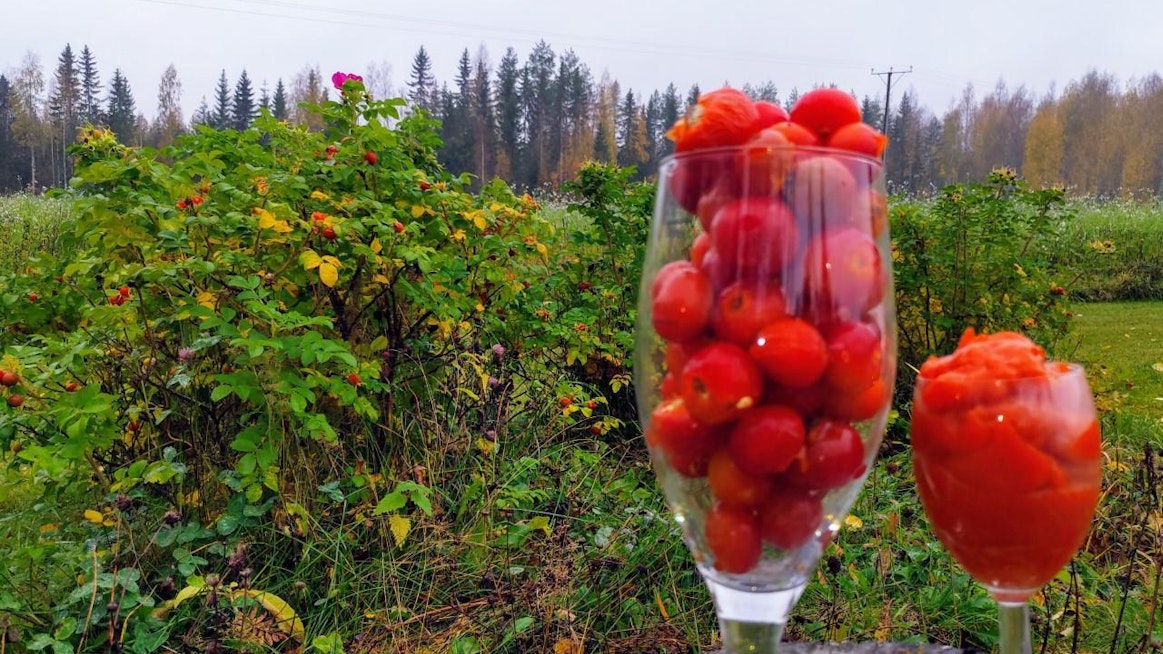 Velitapio Mannisen pihassa kasvaa ruusunmarjaa, josta hän viime syksynä keräsi kiulukoita herkuteltavaksi.