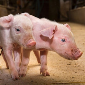 Saksalainen kauppaketju uskoo kuluttajien haluavan entistä eettisemmin tuotettua sianlihaa.