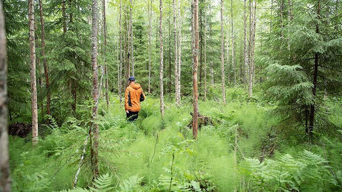 Metsänhoidon suositukset tarjoavat metsänomistajalle tietoa metsänhoidon eri vaihtoehdoista. Ne ovat nimensä mukaisesti suosituksia, päätöksen toimenpiteistä tekee metsänomistaja itse.