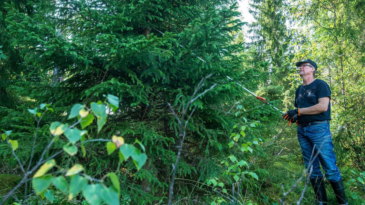 Joulukuusenviljelijä Heikki Puputti näytti elokuussa Eurassa mallia kuusen havujen oikeaoppiseen karsintaan.