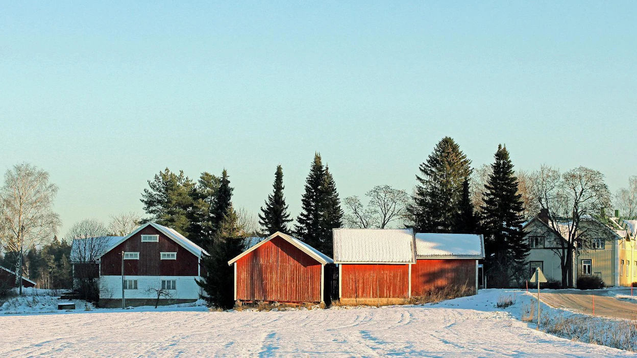 Siperianpihta (Abies sibirica) on kuulunut kartanoiden ja maatalojen itseoikeutettuihin kasveihin jo yli kahdensadan vuoden ajan. Talvisen maiseman kapeat siluetit kuuluvat pihdoille, taka-alan leveä latvus perinteiselle metsäkuuselle (Picea abies).