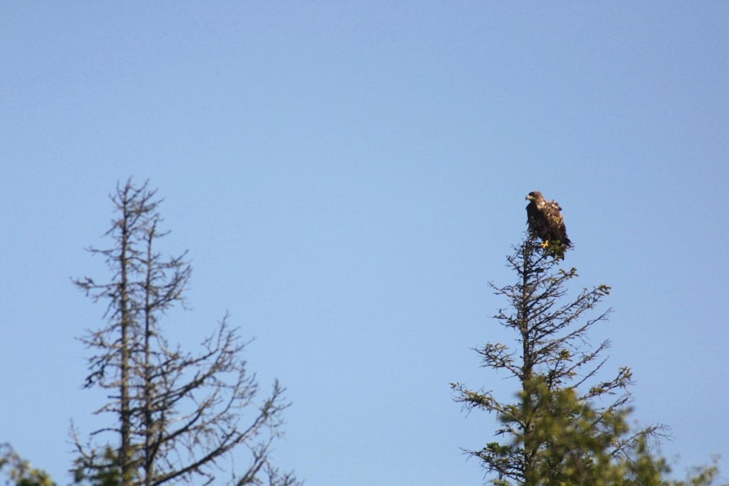 Merikotkia on löydetty kuolleena lintuinfluenssaan Ahvenanmaalta.