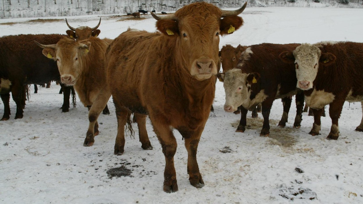 Itikka ja Lihakunta haluavat lisätä päätöksellään lihantuottajien tulevaisuudenuskoa.