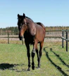Ranch Kellyn ja Maharajahin poika Vive Wotan sairastui akuuttiin munuaisreaktioon.