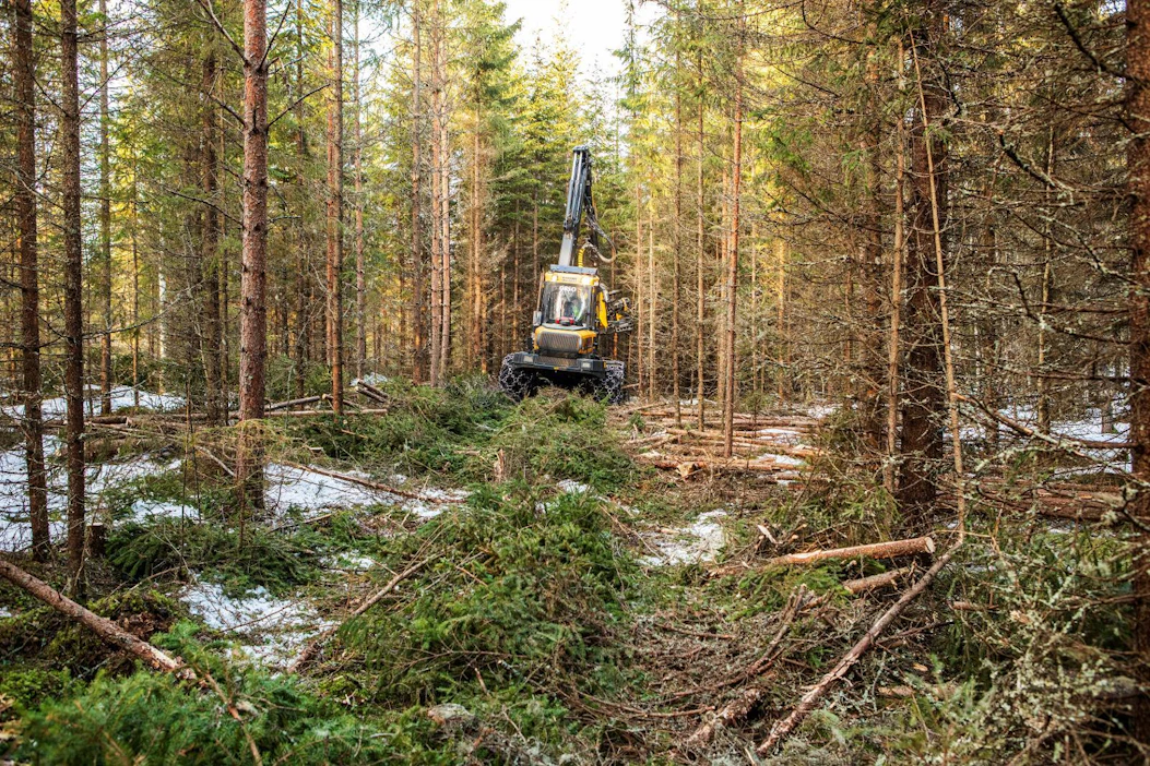 Ajo-uran hyvä havutus kantaa osaltaan korjuukonetta ja ehkäisee juuristovaurioita.