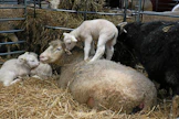 Lammas on pieni märehtijä ja sillä on pieni maha. Tiineysaikana sikiötkin vievät tilaa ja mahan tilavuus pienenee entisestään. Tämän takia lampaiden rehun on oltava laadultaan erinomaista. Hyvä apilavaltainen ja kuivahko säilörehu on lampaiden mieleen. Kosteamman rehun syöntimäärät eivät nouse riittävän korkeiksi.