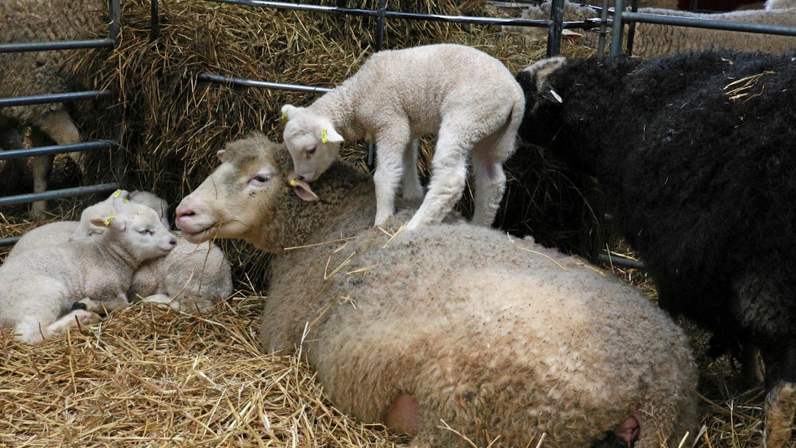 Lammas on pieni märehtijä ja sillä on pieni maha. Tiineysaikana sikiötkin vievät tilaa ja mahan tilavuus pienenee entisestään. Tämän takia lampaiden rehun on oltava laadultaan erinomaista. Hyvä apilavaltainen ja kuivahko säilörehu on lampaiden mieleen. Kosteamman rehun syöntimäärät eivät nouse riittävän korkeiksi.