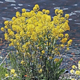 Jo touko-kesäkuussa kukkivan kanankaalin kukat sijaitsevat latvatertuissa. Villiruokana suositaan kasvin matalia lehtiruusukkeita.