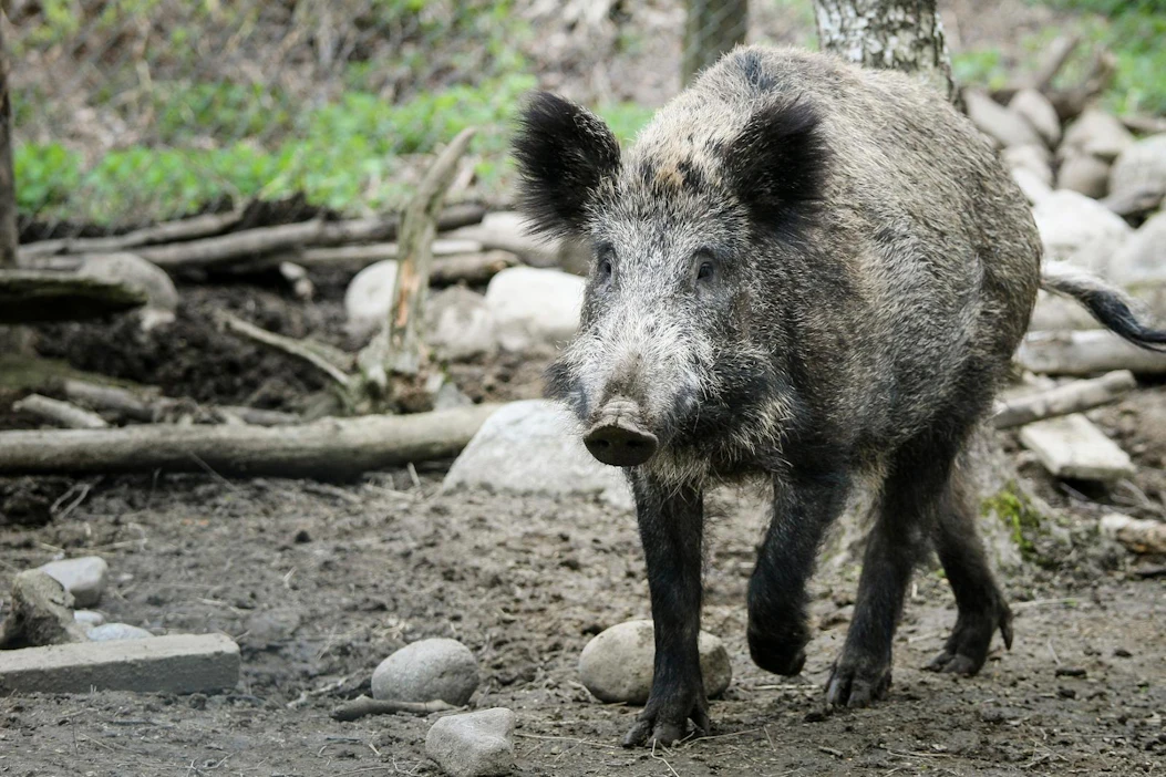 Ansalangoilla metsästetään myös villisikoja. Kuvan yksilö on kuvattu Kiteen eläinpuistossa, jossa se on turvassa ansalangoilta.
