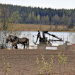 Ikaalislainen Miika Åfelt kylvää kaiken tilansa viljan hevosilla, ja osan kylvötöistä hän tekee metsäkäyttöön valmistetun hevosvaunun avulla. Sen perään on asennettu nostolaite eli Åfeltin kutsuma farmilaite, johon taas voi kytkeä kylvökoneen tai muun työkoneen.
