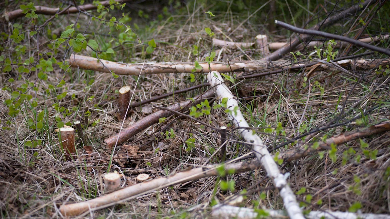 Metsäkeskus tekee nykyään valtaosan metsänhoidon kemeratarkastuksista ennakkoharkinnan perusteella. Jos aiempi työnjälki, ilmakuvat tai tarkastajan havainnot aiheuttavat epäilystä työn kelvollisuudesta, tarkastus napsahtaa.