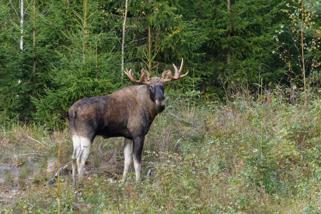 Pyyntiluvalla saa pääsääntöisesti ampua yhden aikuisen hirven tai kaksi vasaa.